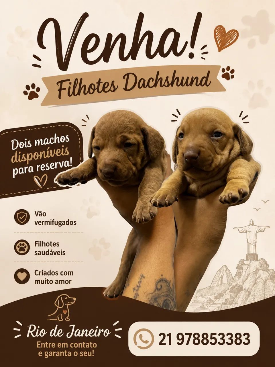 dachshund - Foto 4