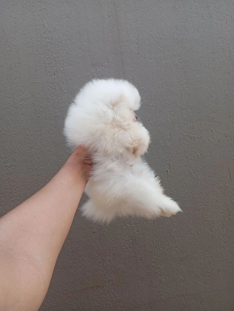 Spitz alemão  - Foto 2
