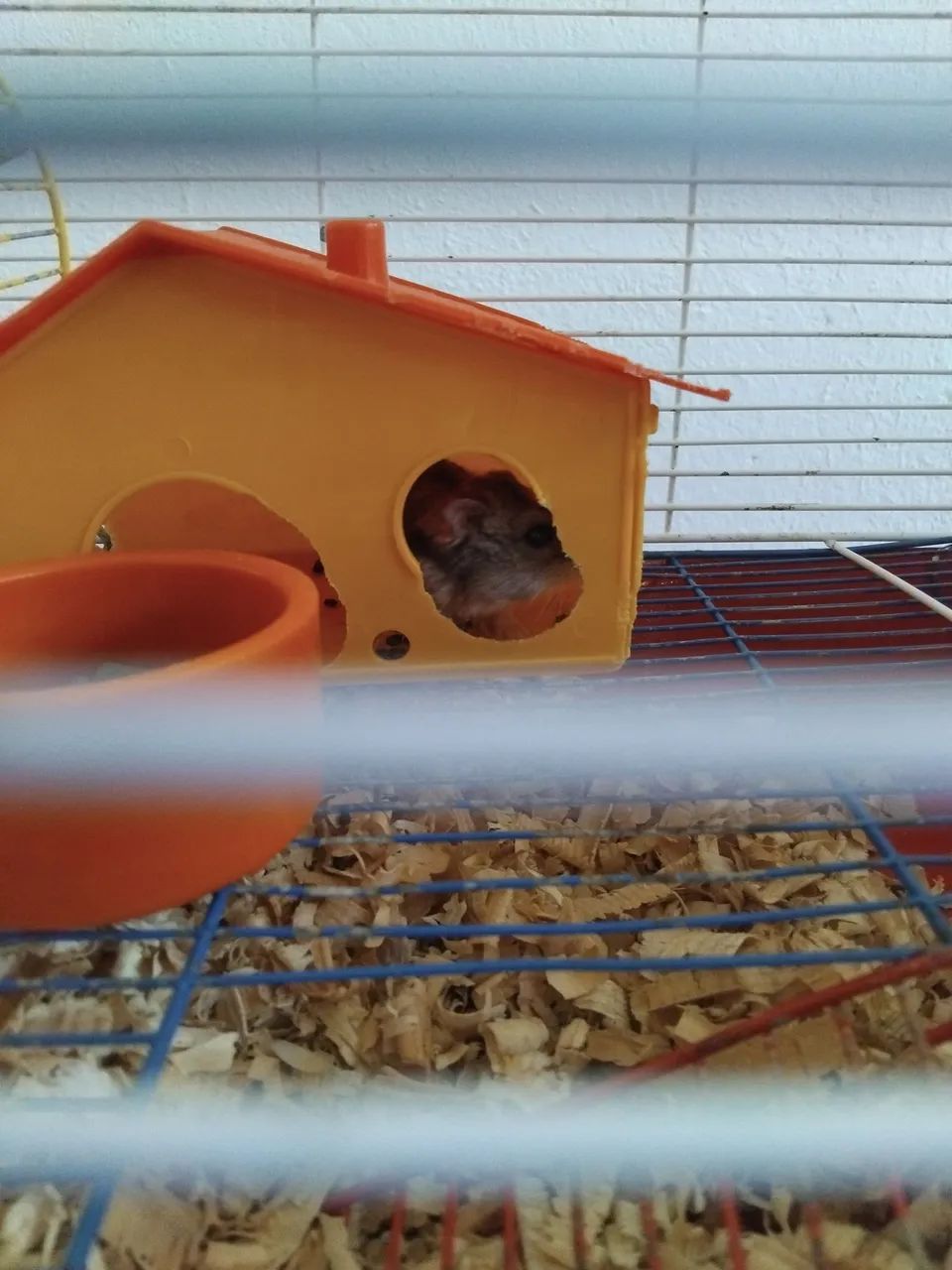 Hamster chinês  - Foto 2