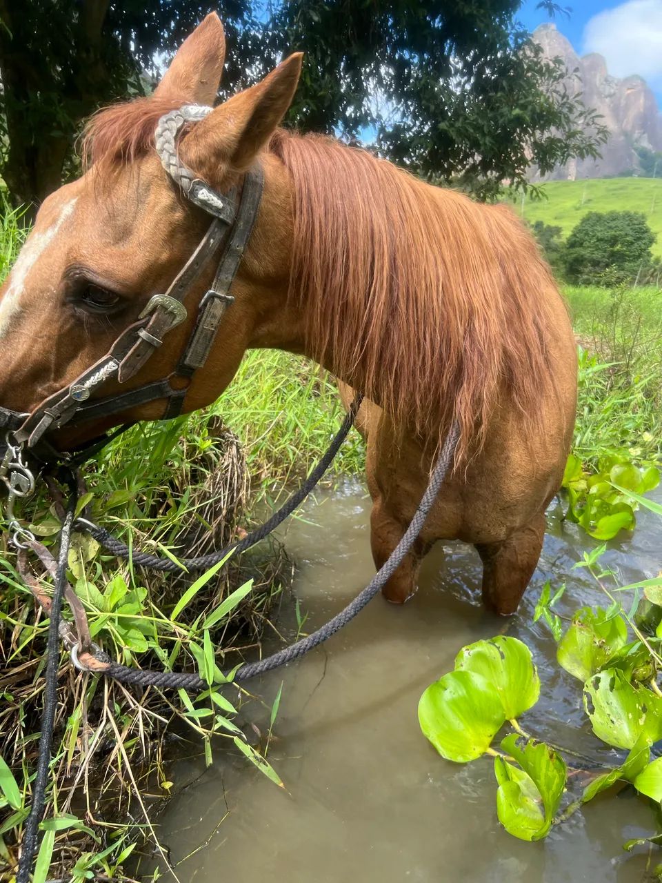 Égua Quarto de milha  - Foto 5