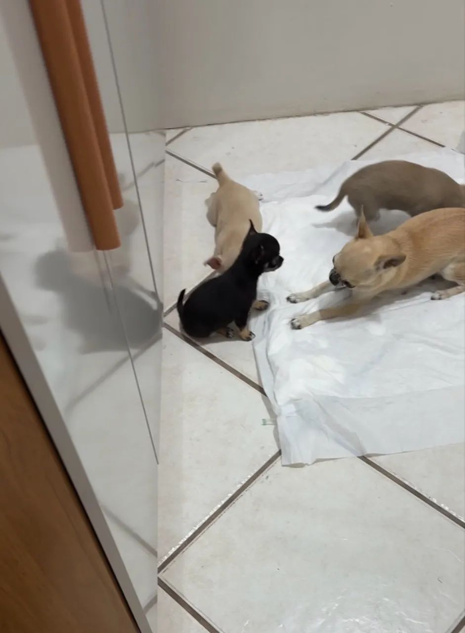 Chihuahua  - Foto 5