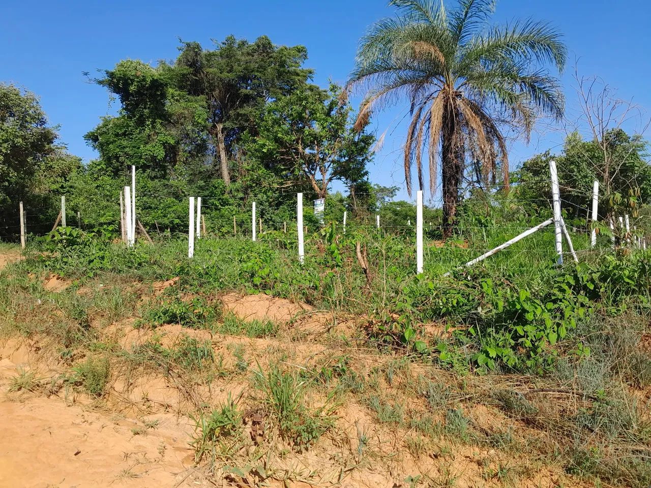 Lotes no bairro paraíso em mateus leme  - Foto 5