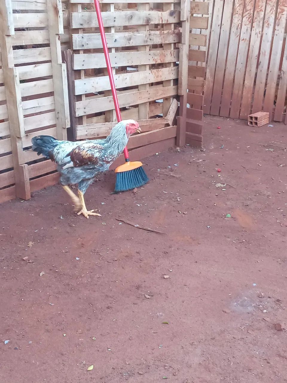 Vendo Galo Mestiço - Foto 2