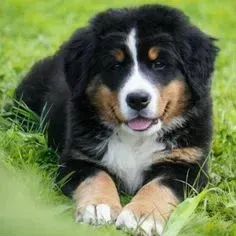 Bernese Mountain Dog,Bernese Mountain Dog Filhote Vacinado e Vermifugado
