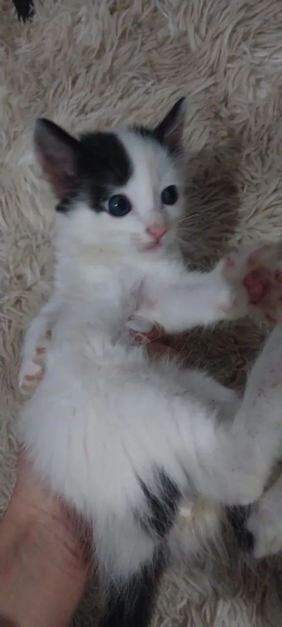 Doação de gatinha 