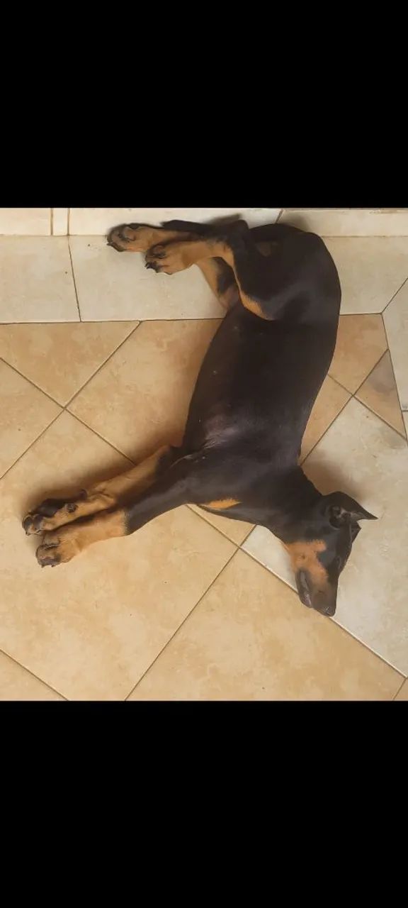 Filhote Fêmea de Doberman - Socializada, saudável e acompanhada por veterinário  - Foto 3