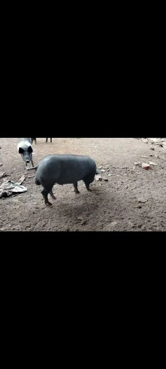 Porco  - Foto 4