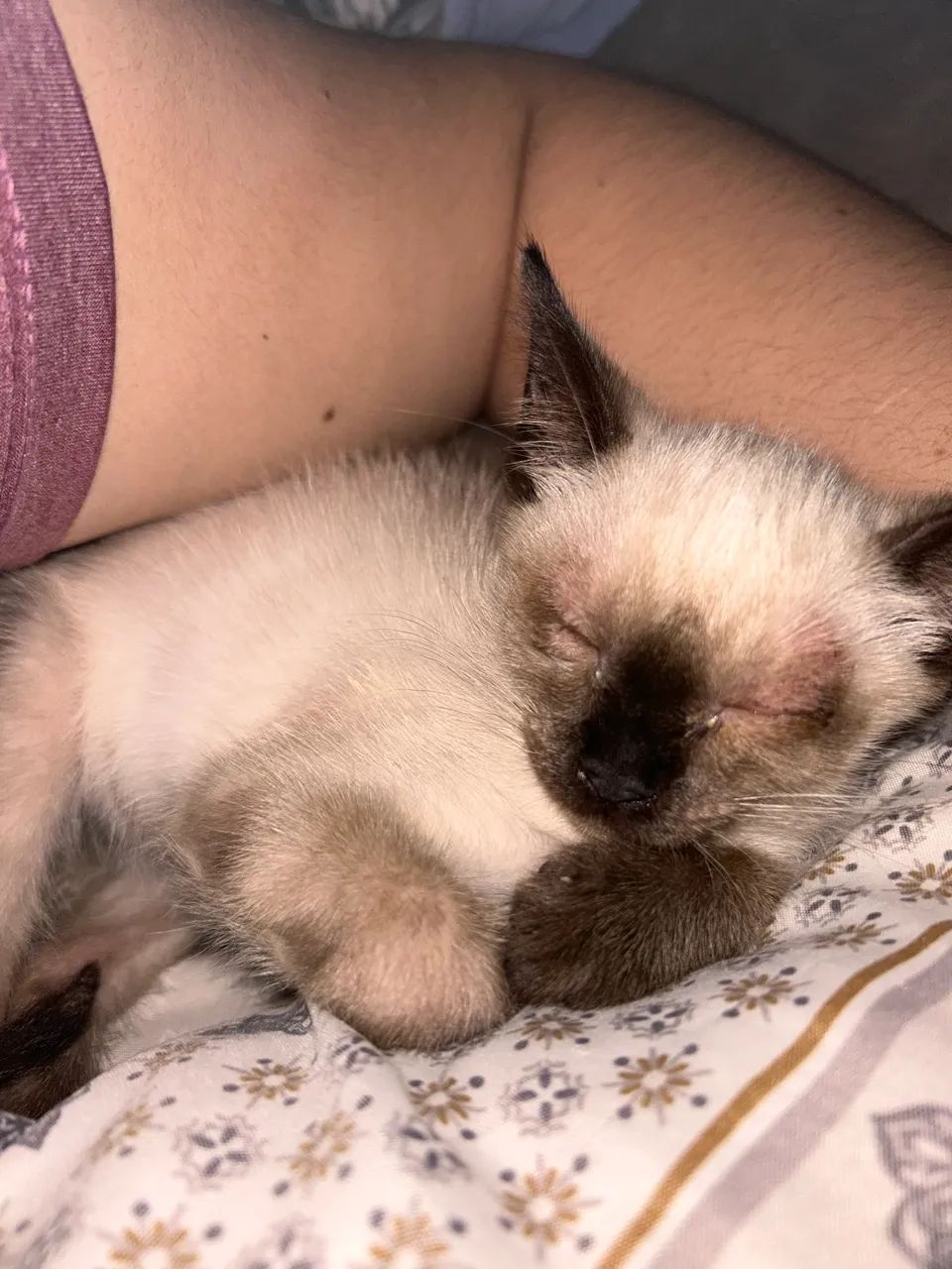 Dá-se gata  - Foto 2