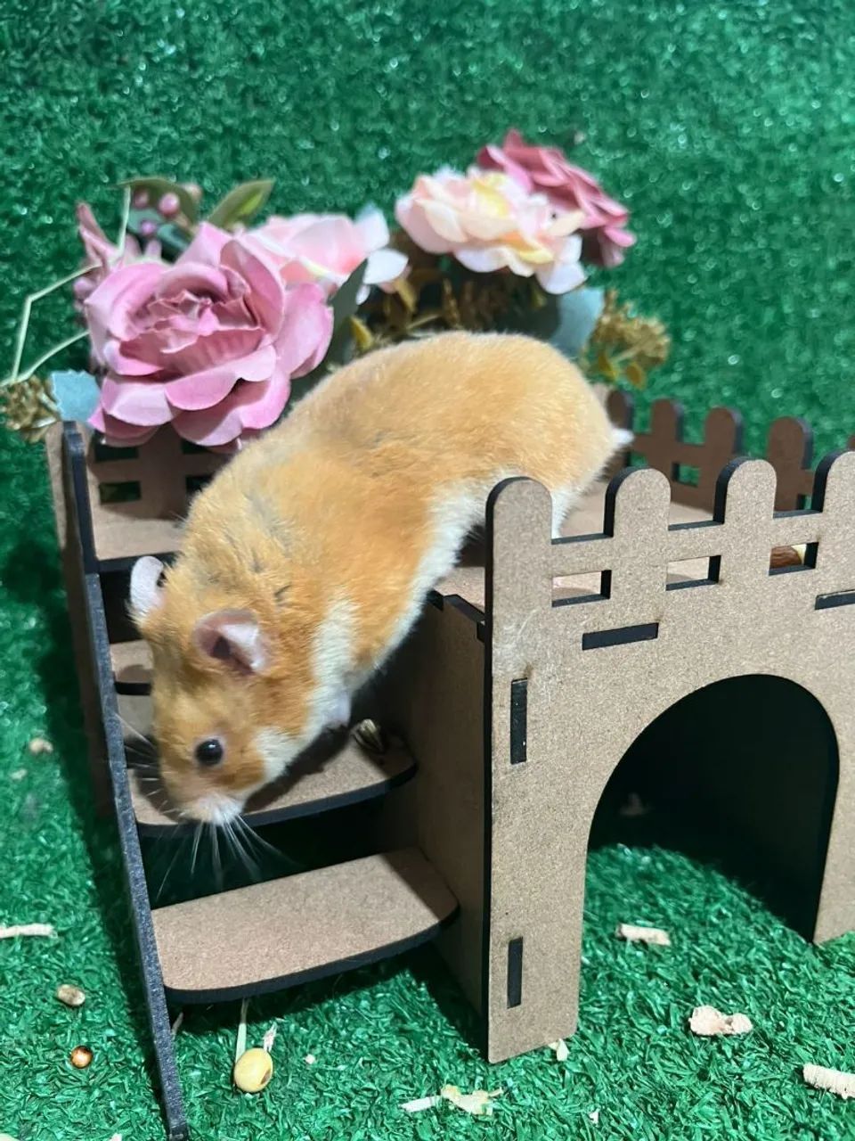 Hamster Sírio  - Foto 2