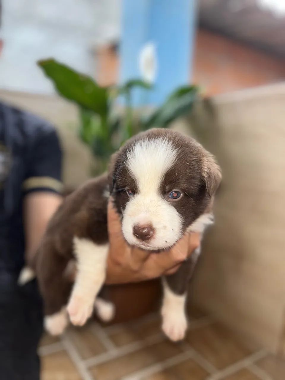 Border collie baby - Foto 4