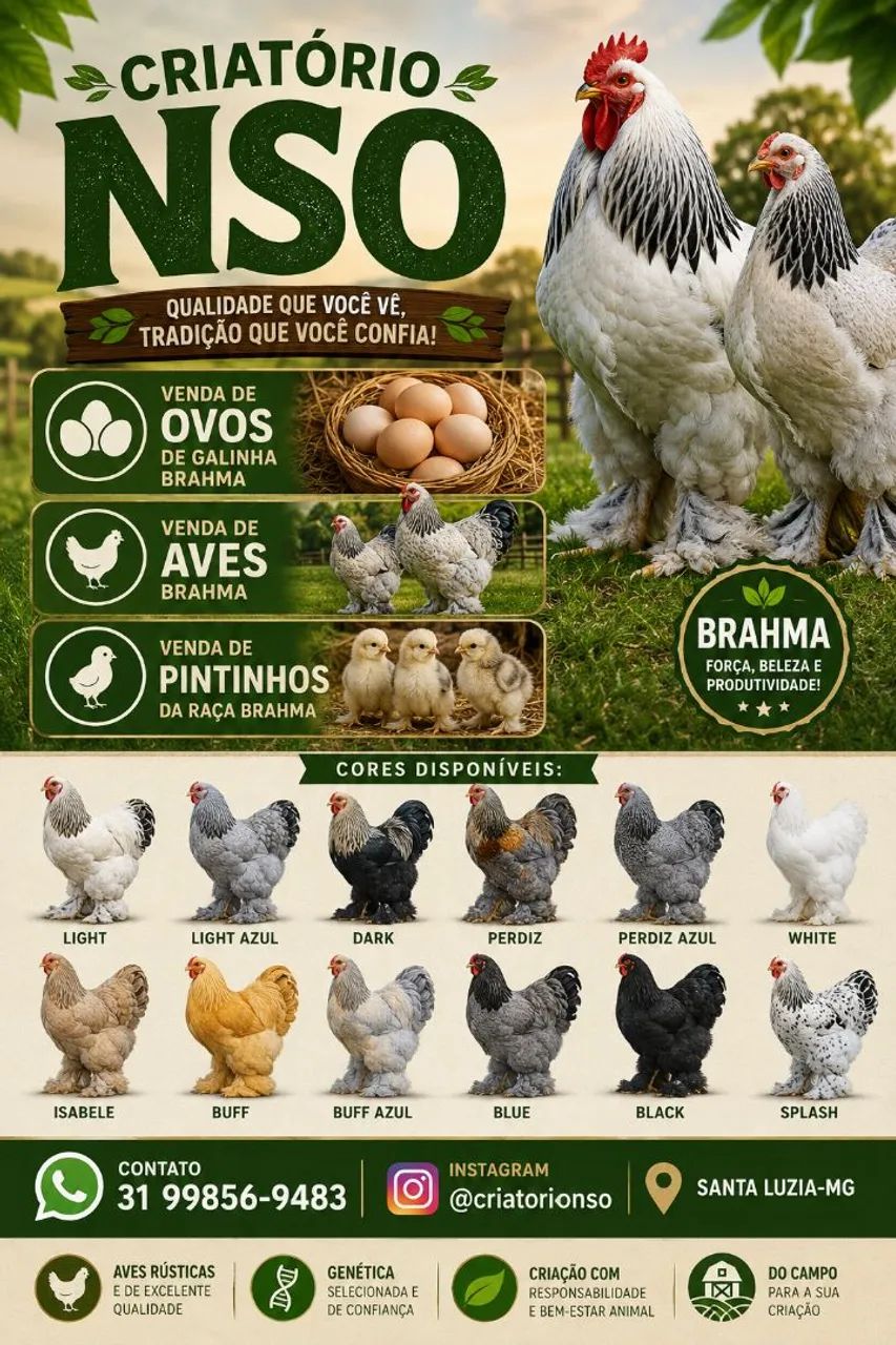 Ovos e aves brahmas 