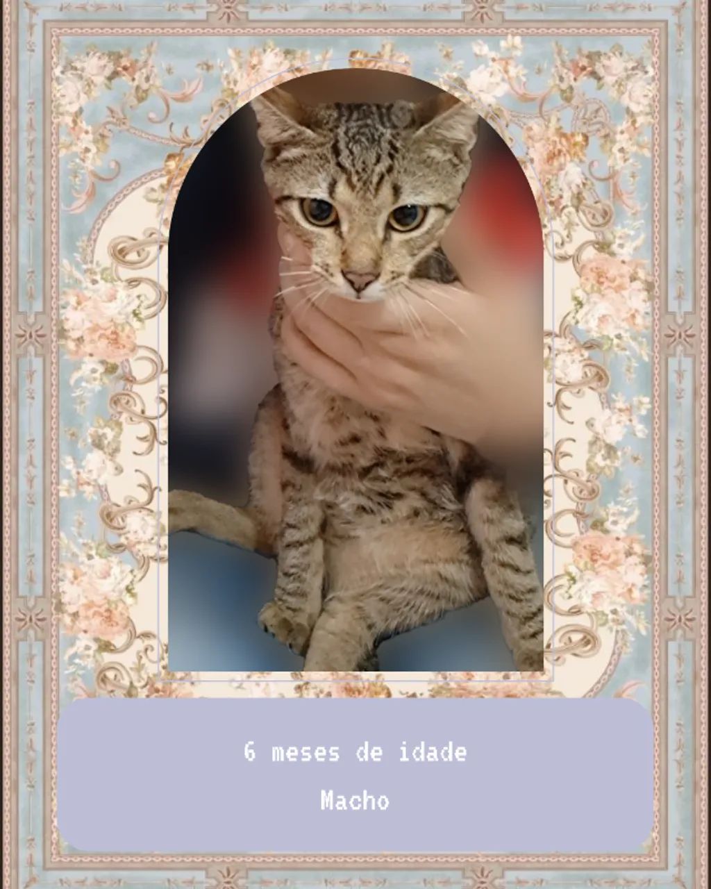 Pets - Gatos filhotes 6 meses - Adoção responsável - Parte 1 - Foto 4