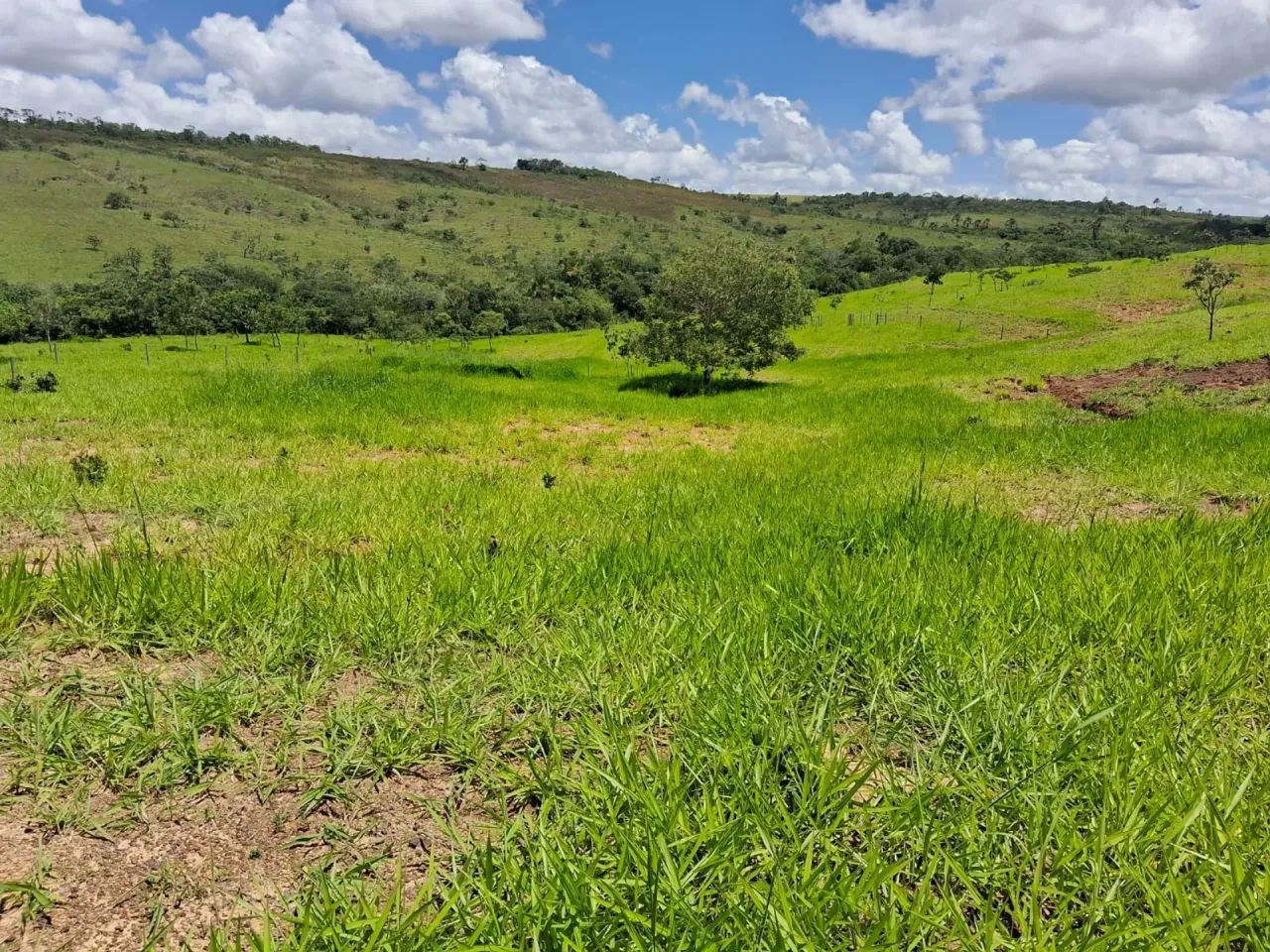 Chácara 20 hectares - com excelente logística - Foto 3