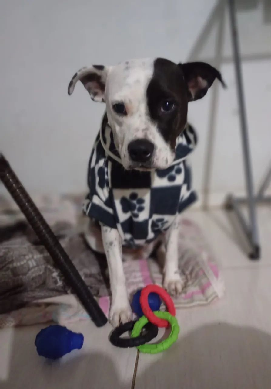 Cadela Doação - Foto 2