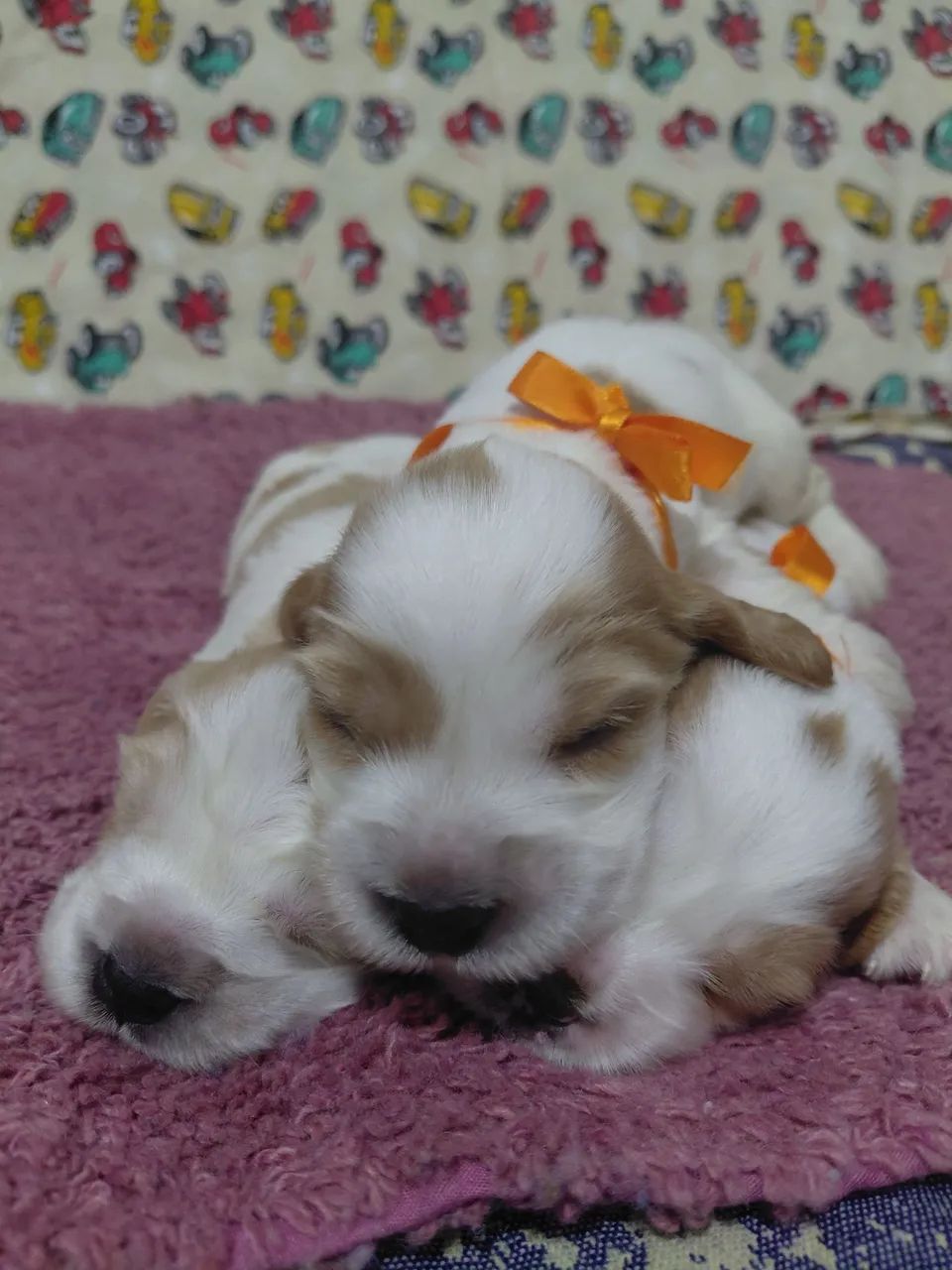 Filhote de cocker spaniel  - Foto 5