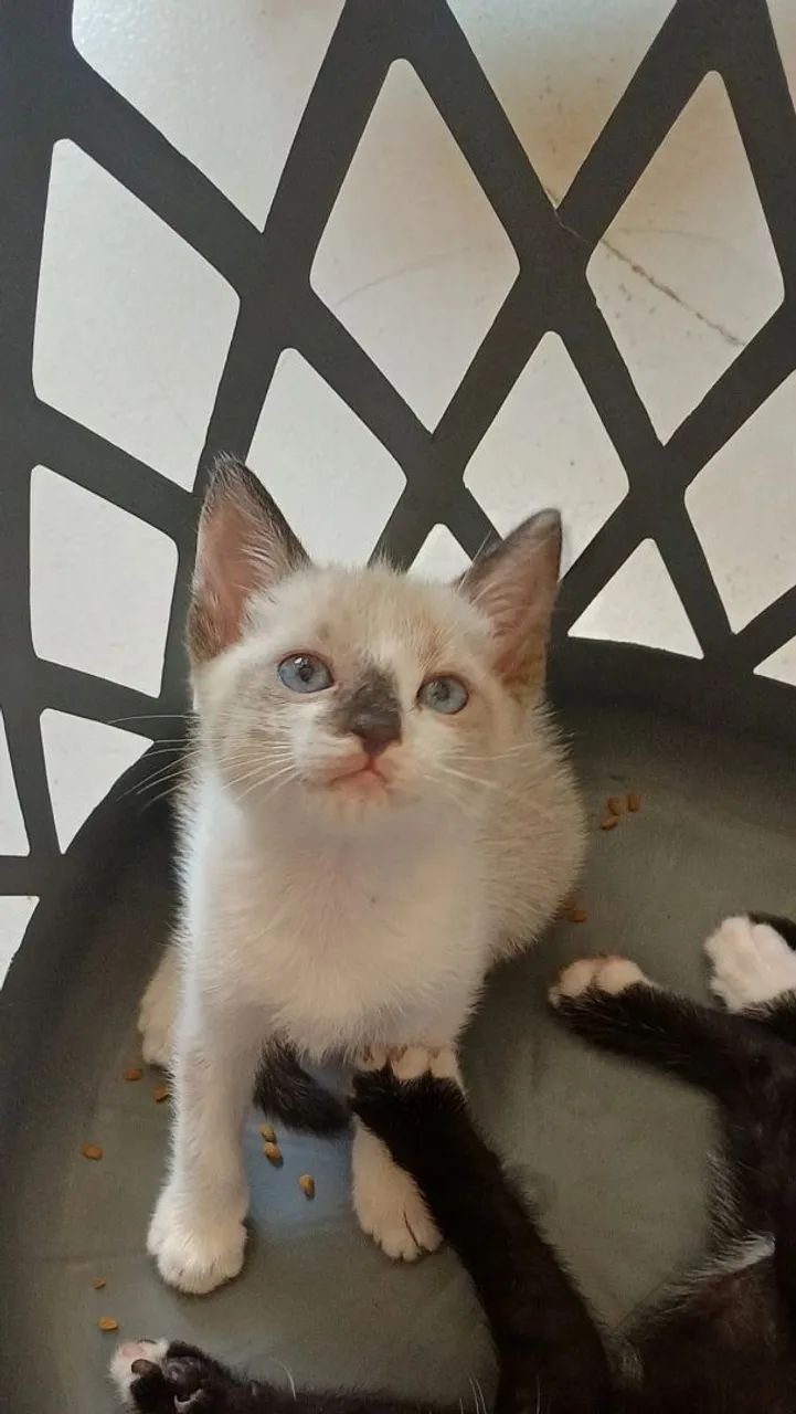 Gatinha para adoção responsável - Foto 2