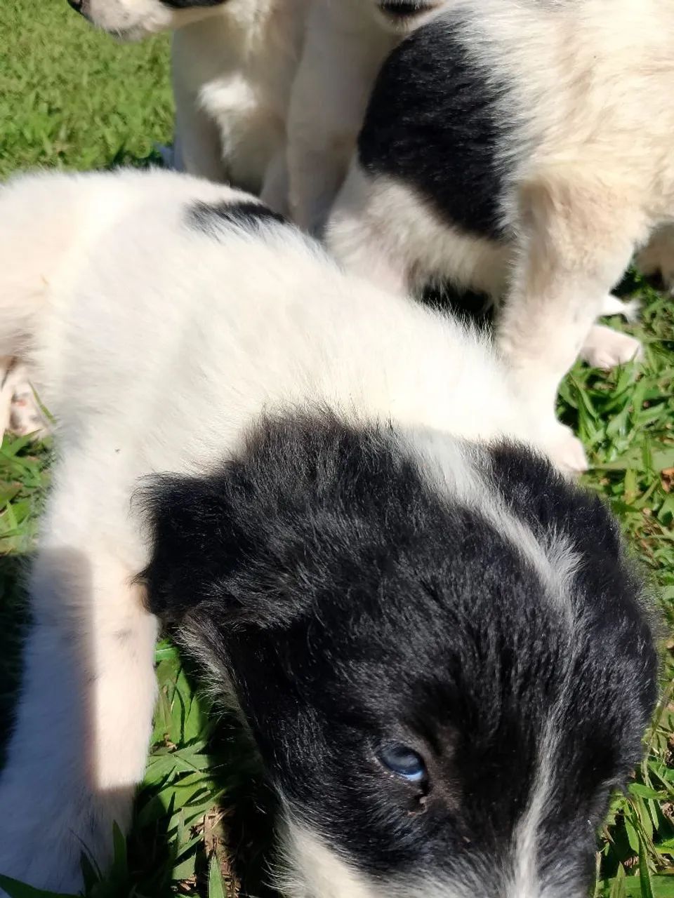 Border collie  - Foto 3