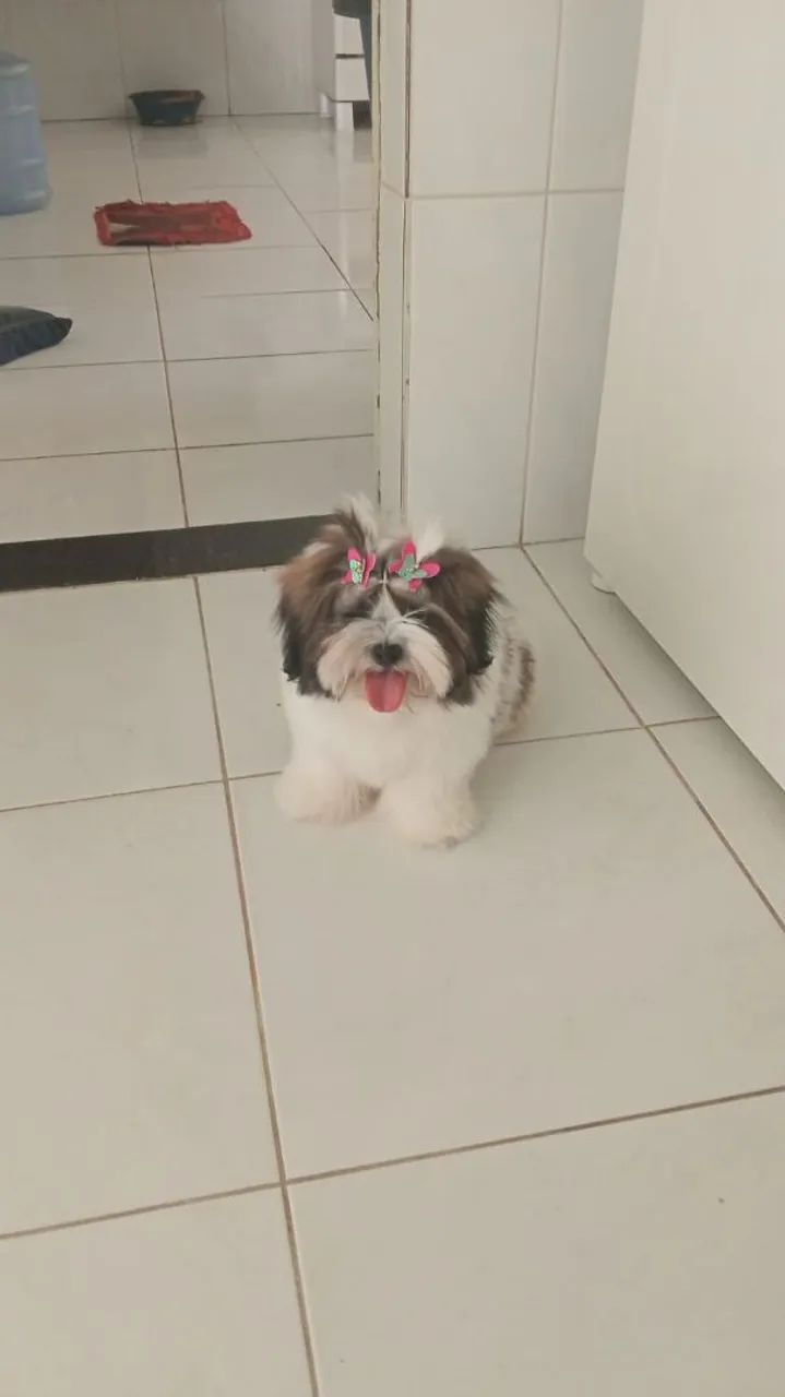 Shitzu 