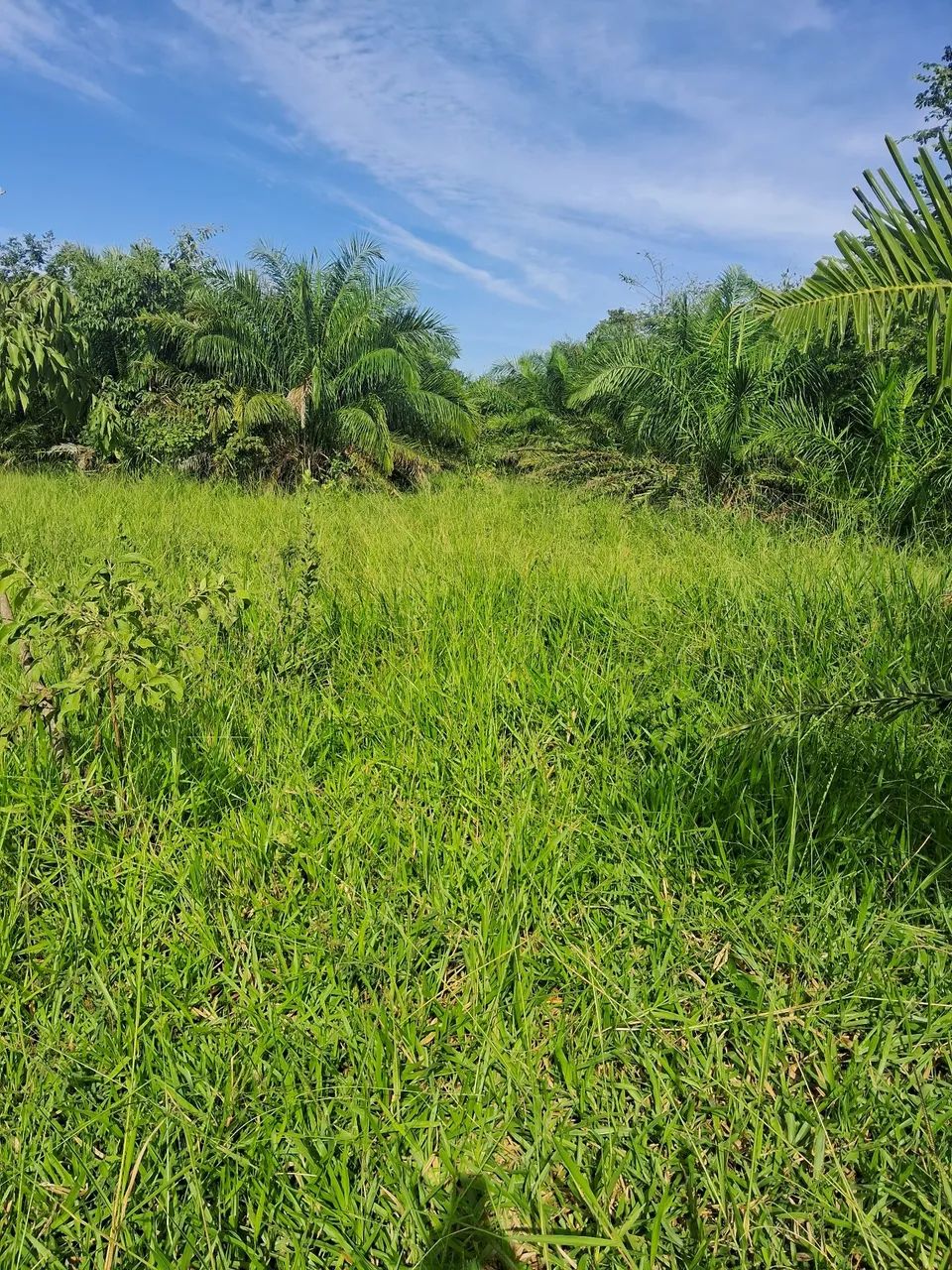 Chácara a venda em Taboco corguinho ms - Foto 2