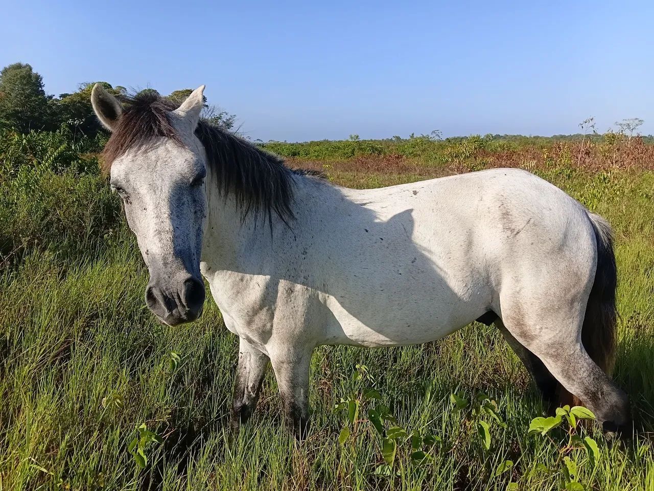 Cavalo ? 