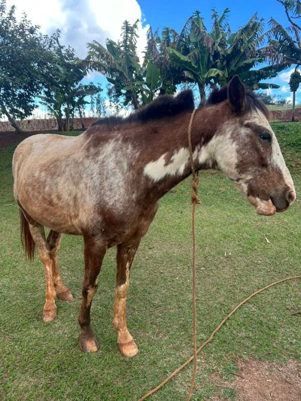Cavalo 