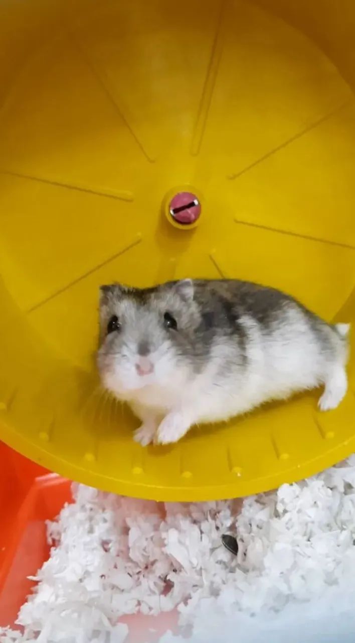 Hamster anão  - Foto 2
