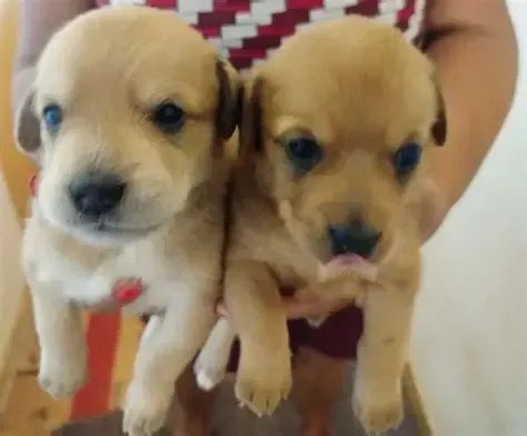 otimos para guarda e companhia 