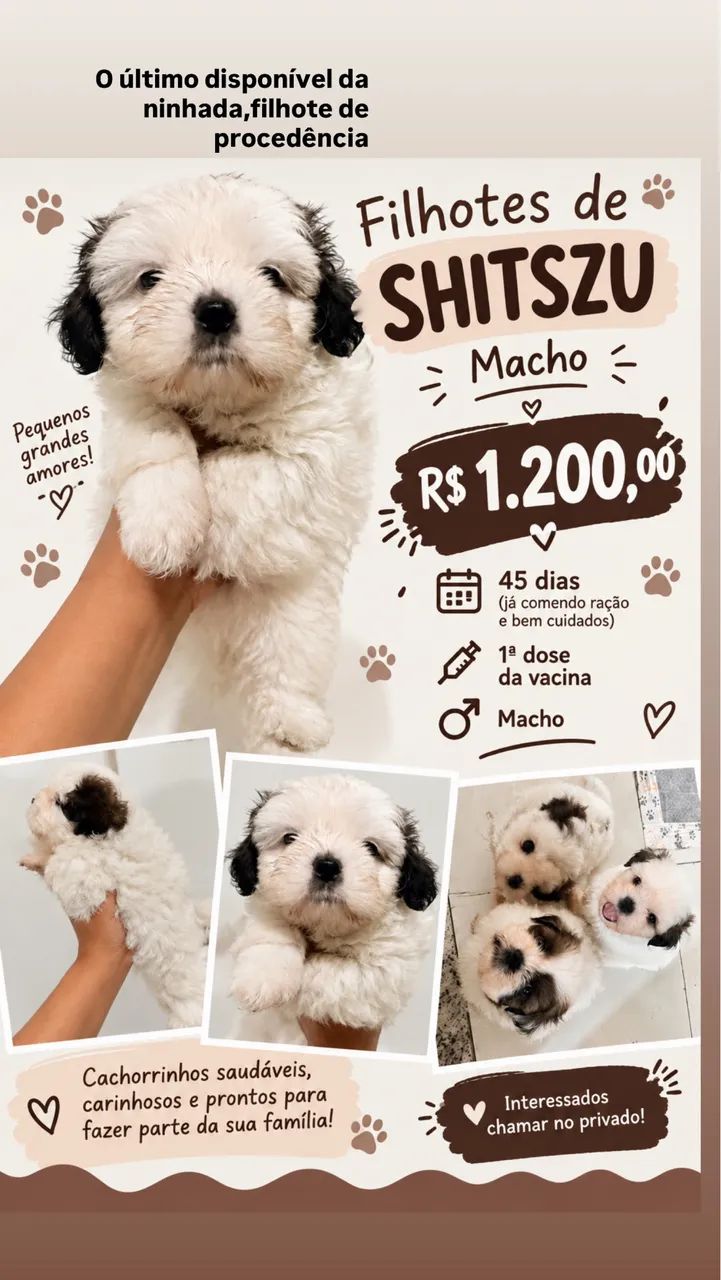 shih tzu - Foto 4