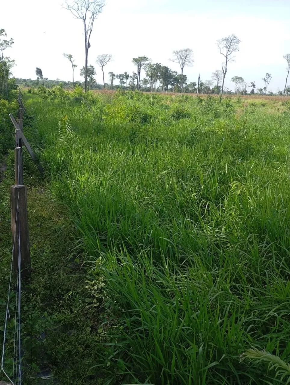 Vende se um lote na região do roxinho município de Iracema  na tronco 600 metro pro asfalt - Foto 4