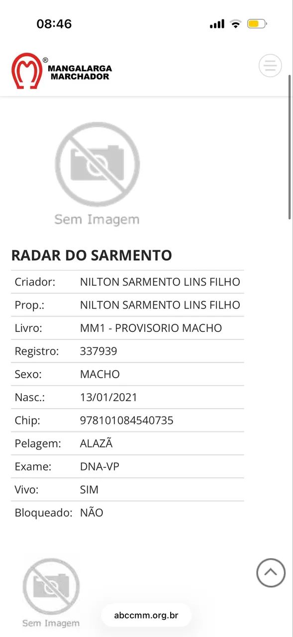 Cavalo mangalarga marchador  - Foto 3