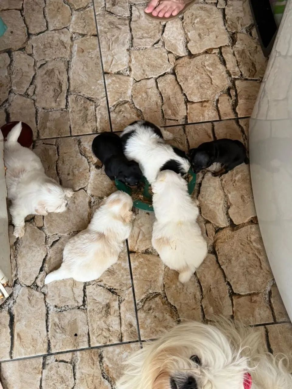 Filhote shihtzu  - Foto 3