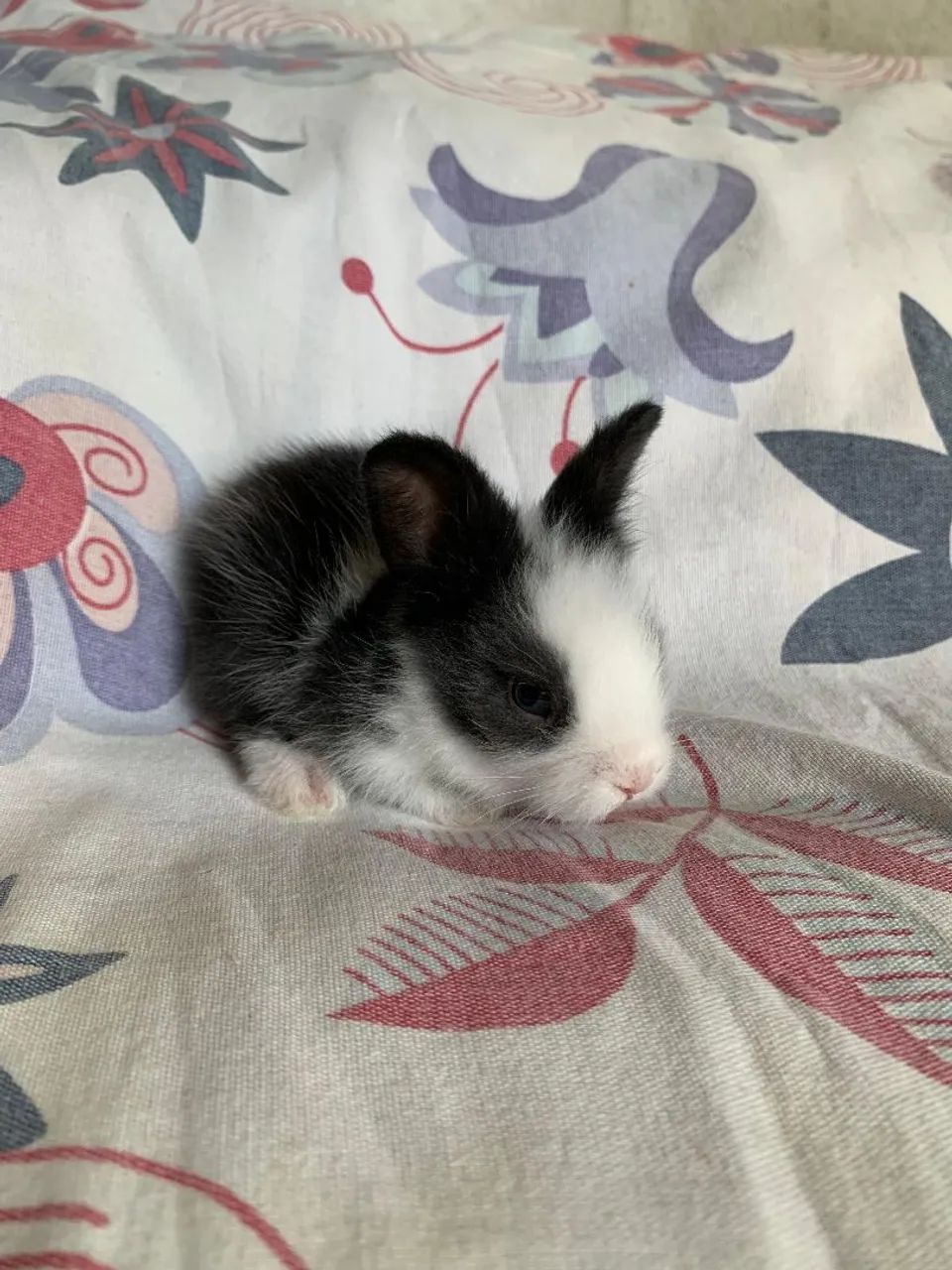 Vendo COELHOS - Foto 4