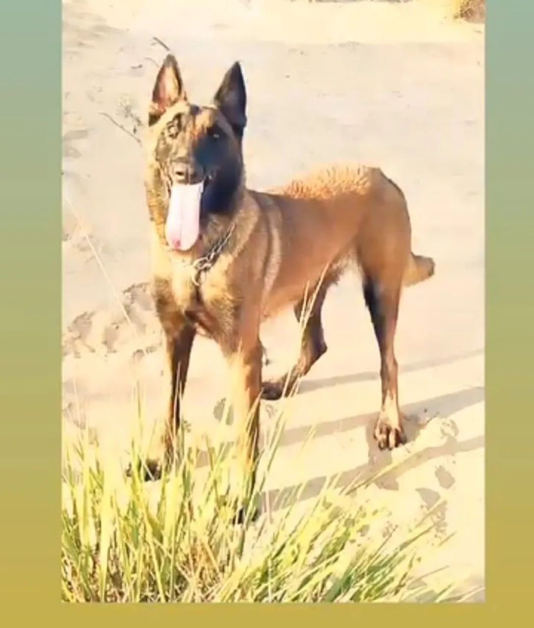 3.000 R$ FILHOTE  - Foto 4