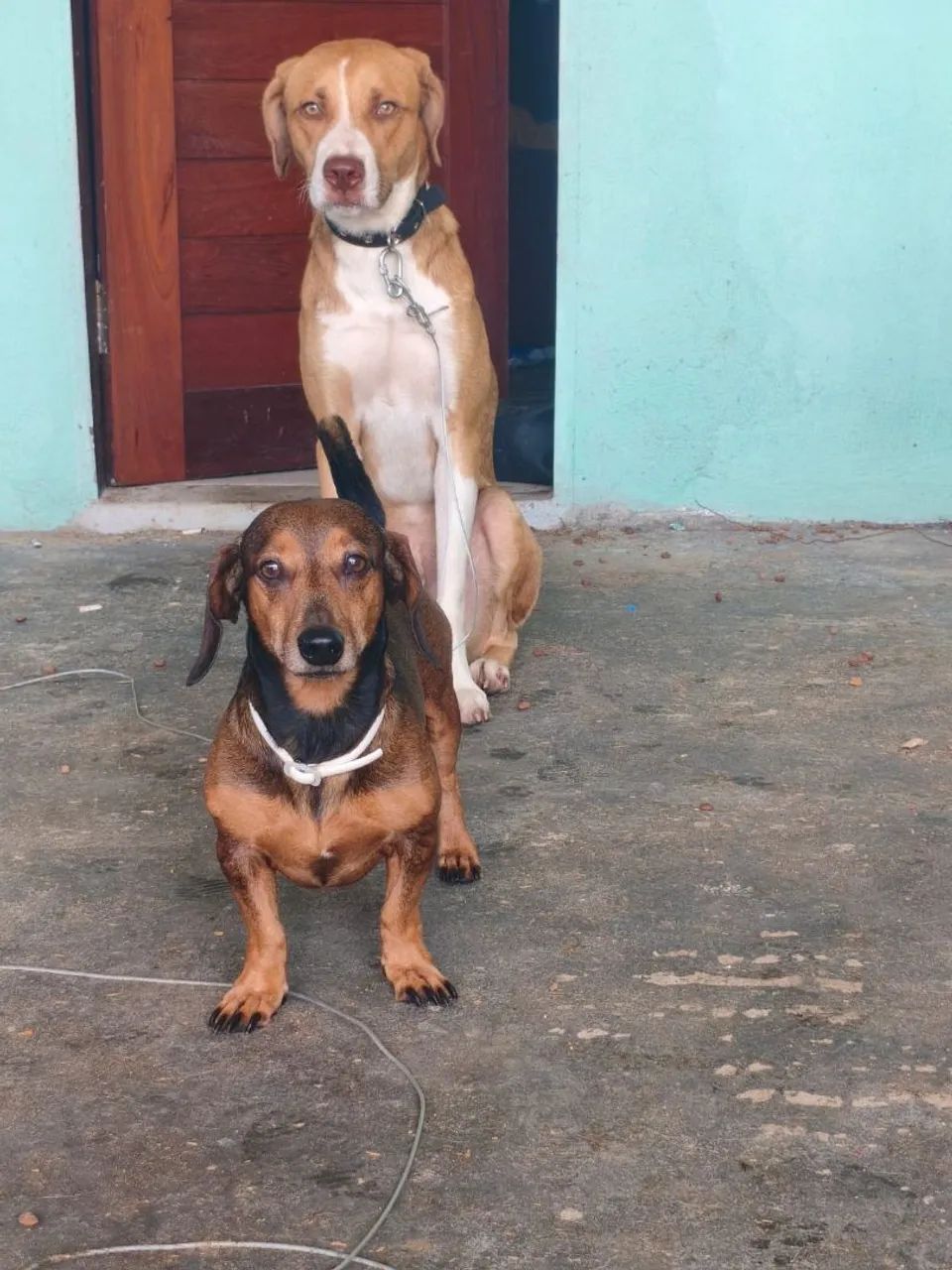 Cachorro perdido - Foto 2