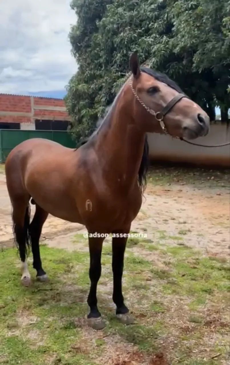 Vendo Cavalo Manga Larga Marchador! 8 anos. Oportunidade! - Foto 2