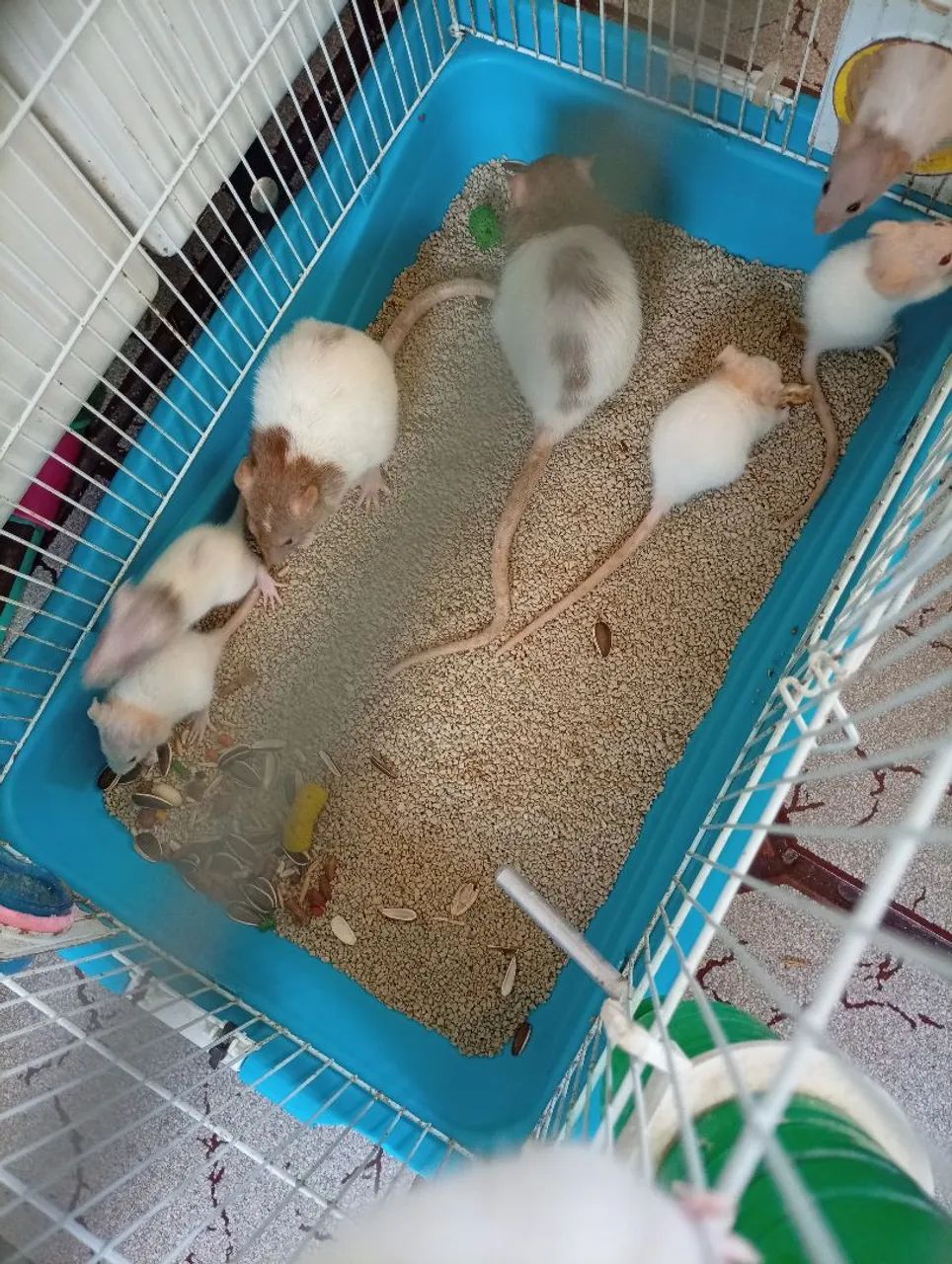 Rato Twister  - Foto 5