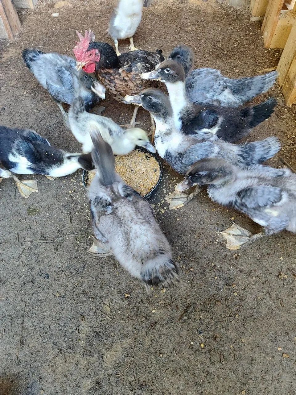 Patos - Foto 3
