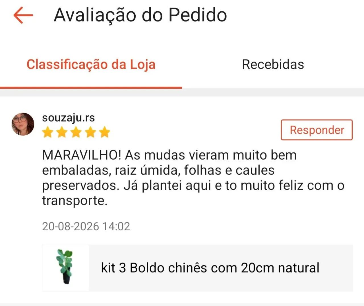 Kit 3 muda de boldo chinês  - Foto 4