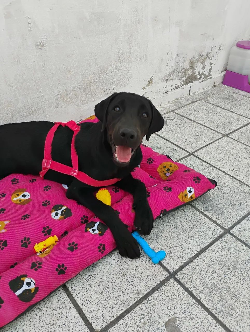 Adoção de labradora - Foto 3