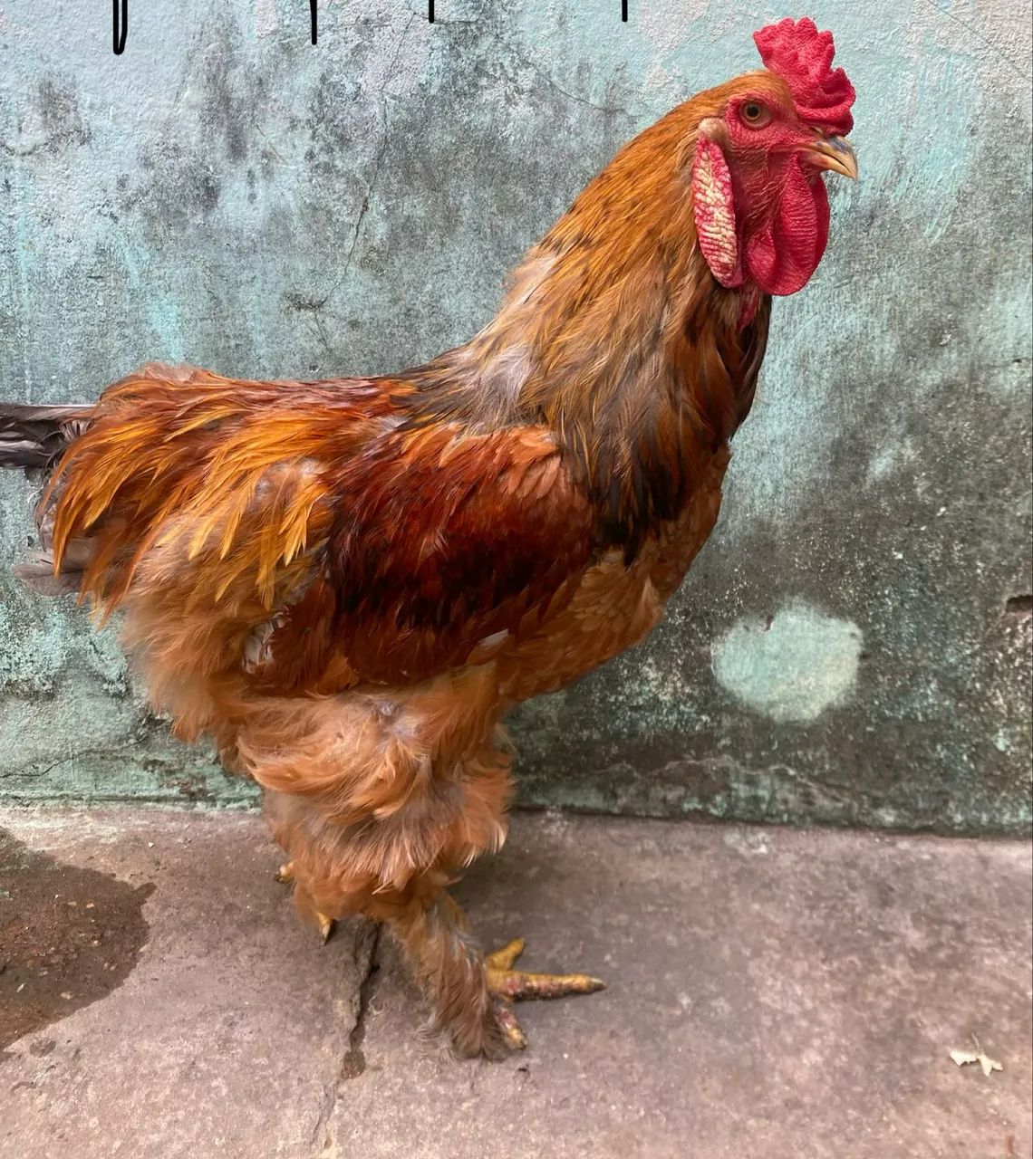 Galo Brahma  - Foto 2
