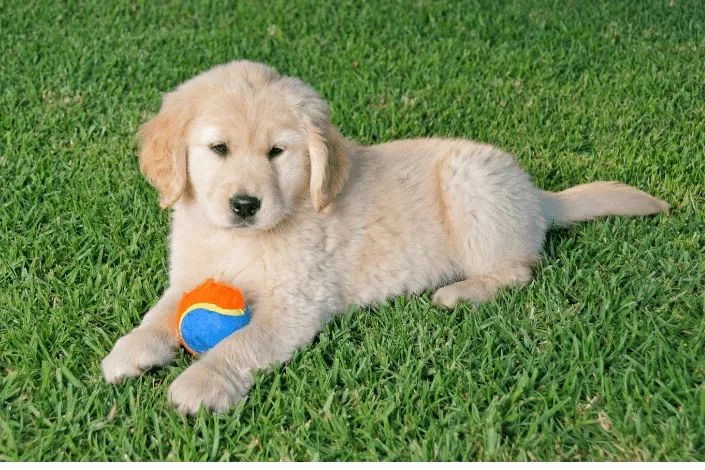 Golden retriever 