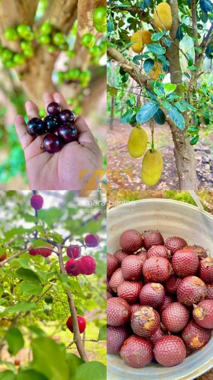 Fazenda com 5 Quartos à Venda, Centro (Taquaralto) - Palmas - Foto 3