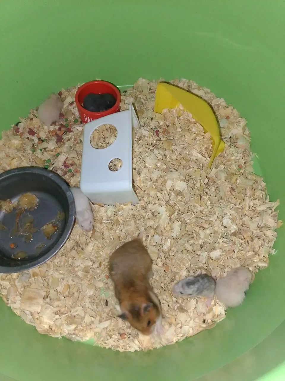 Hamister  - Foto 4
