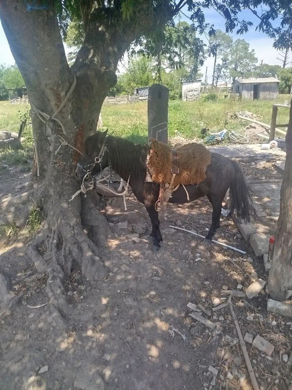 Lindo pônei domado whats *