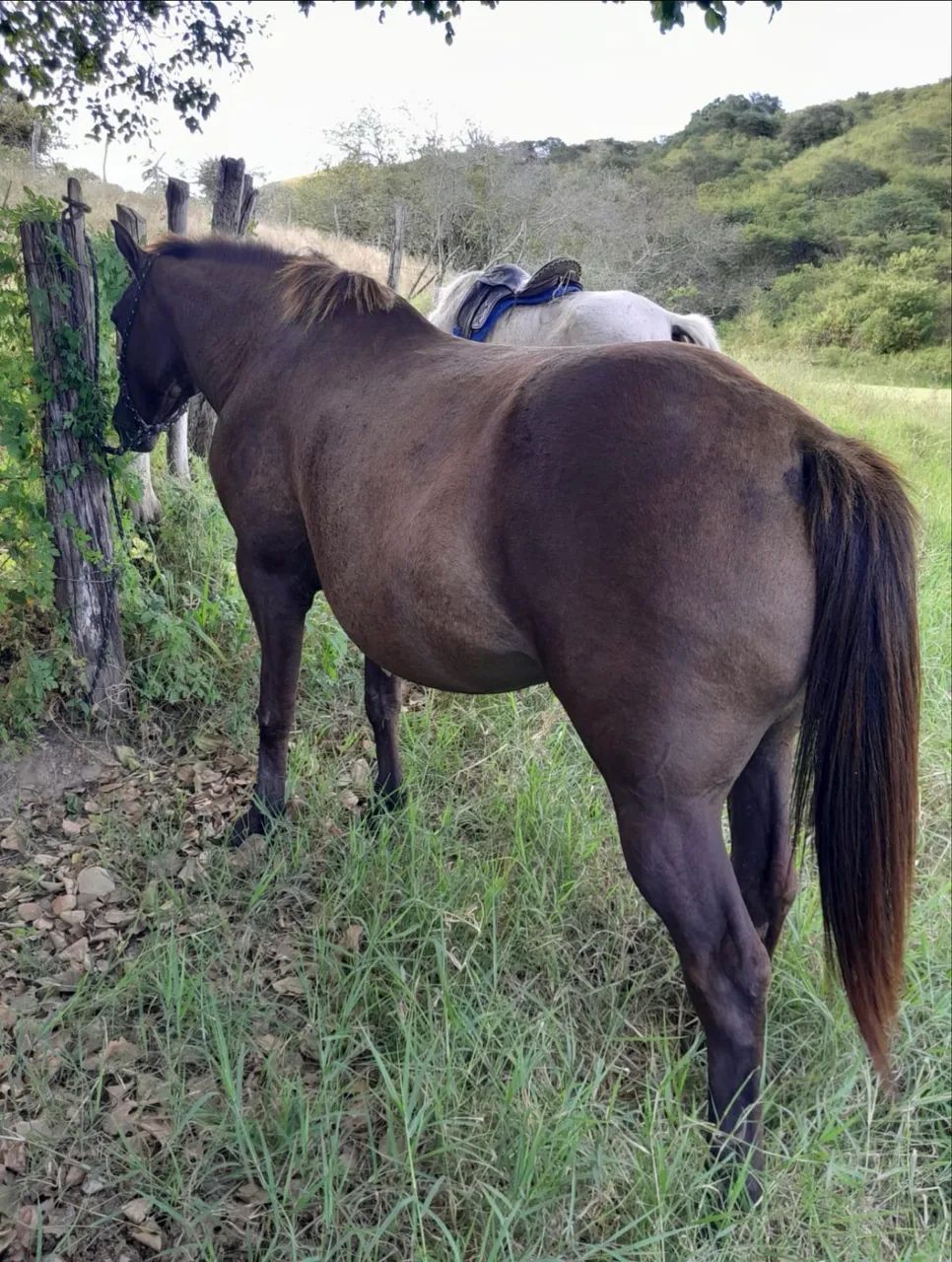 Égua Quarto de Milha  - Foto 2