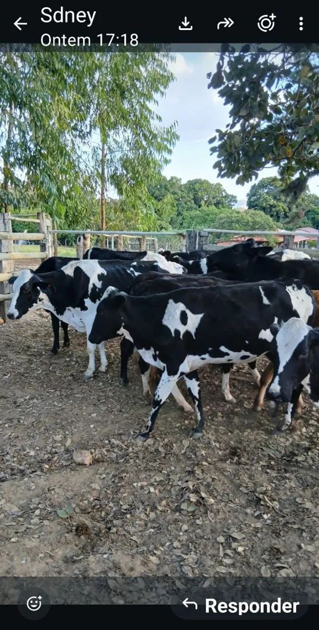Novilhas de inseminação projeto nota 10 Itambé 