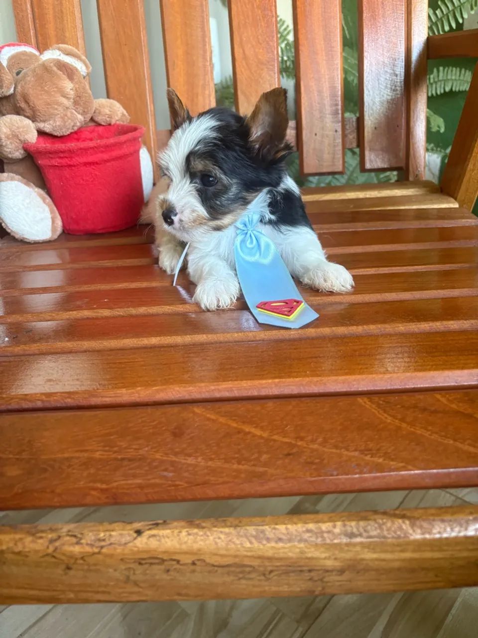 Lindo bebê de yorkshire Biewer  - Foto 4