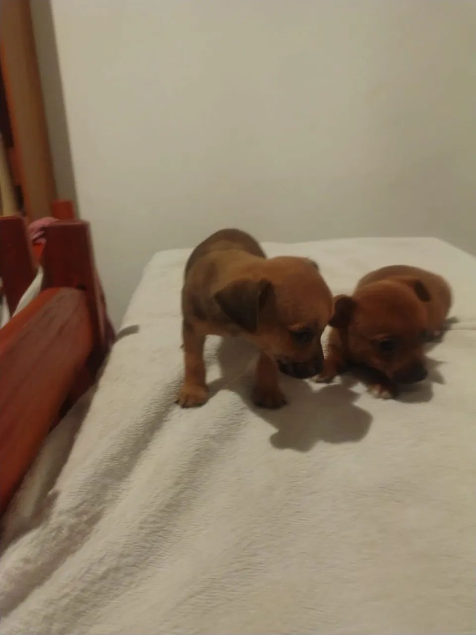 Filhotes de Pinscher - Foto 3
