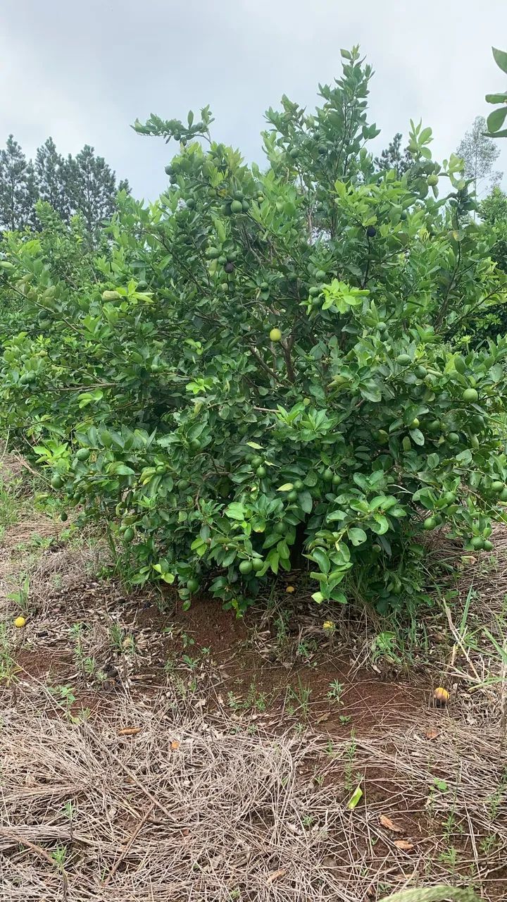 Arrendo Pomar de Limão Tahiti em Produção - Foto 2