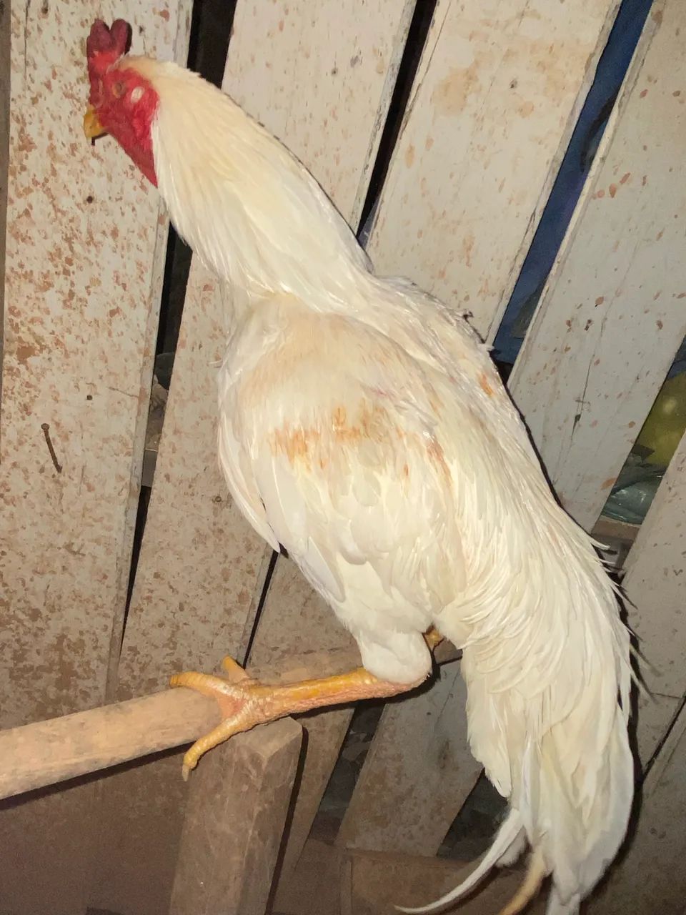 Galo indiano - Foto 4